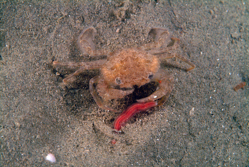 Liocarcinus sp.